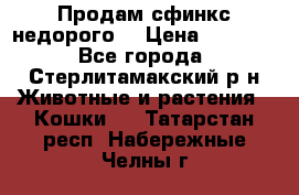 Продам сфинкс недорого  › Цена ­ 1 000 - Все города, Стерлитамакский р-н Животные и растения » Кошки   . Татарстан респ.,Набережные Челны г.